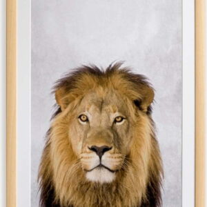 Nástěnný obraz v rámu Surdic Lion